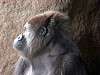 ueno_zoo_3609_mini.jpg