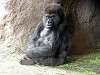 ueno_zoo_3610_mini.jpg