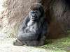 ueno_zoo_3612_mini.jpg