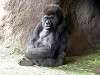 ueno_zoo_3613_mini.jpg