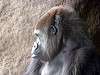ueno_zoo_3614_mini.jpg