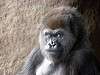 ueno_zoo_3615_mini.jpg
