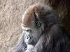 ueno_zoo_3616_mini.jpg