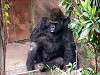 ueno_zoo_3617_mini.jpg