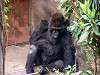 ueno_zoo_3618_mini.jpg