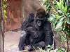 ueno_zoo_3619_mini.jpg