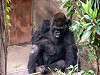 ueno_zoo_3620_mini.jpg