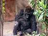 ueno_zoo_3621_mini.jpg