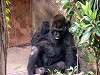 ueno_zoo_3623_mini.jpg