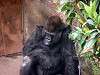 ueno_zoo_3624_mini.jpg