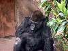 ueno_zoo_3625_mini.jpg