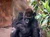 ueno_zoo_3626_mini.jpg