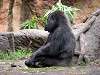 ueno_zoo_3627_mini.jpg