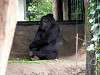 ueno_zoo_3629_mini.jpg