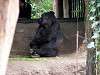 ueno_zoo_3630_mini.jpg