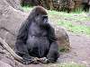 ueno_zoo_3634_mini.jpg