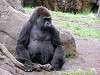 ueno_zoo_3635_mini.jpg