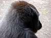 ueno_zoo_3636_mini.jpg