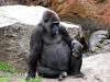 ueno_zoo_3637_mini.jpg