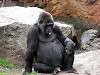 ueno_zoo_3638_mini.jpg