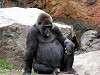 ueno_zoo_3639_mini.jpg