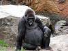 ueno_zoo_3640_mini.jpg