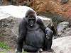 ueno_zoo_3641_mini.jpg