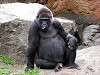 ueno_zoo_3642_mini.jpg