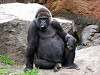 ueno_zoo_3643_mini.jpg