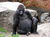 ueno_zoo_3644_mini.jpg