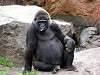 ueno_zoo_3645_mini.jpg