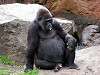 ueno_zoo_3646_mini.jpg