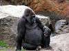ueno_zoo_3648_mini.jpg