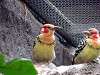 ueno_zoo_3649_mini.jpg