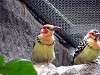 ueno_zoo_3650_mini.jpg