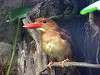 ueno_zoo_3654_mini.jpg
