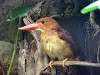 ueno_zoo_3655_mini.jpg