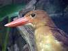 ueno_zoo_3656_mini.jpg