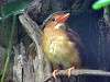 ueno_zoo_3657_mini.jpg