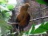 ueno_zoo_3658_mini.jpg