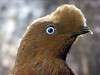 ueno_zoo_3661_mini.jpg