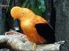 ueno_zoo_3663_mini.jpg