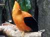 ueno_zoo_3665_mini.jpg