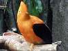 ueno_zoo_3667_mini.jpg