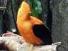 ueno_zoo_3668_mini.jpg