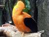 ueno_zoo_3669_mini.jpg