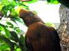 ueno_zoo_3671_mini.jpg