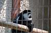ueno_zoo_3675_mini.jpg