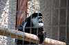 ueno_zoo_3676_mini.jpg