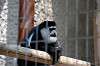ueno_zoo_3677_mini.jpg